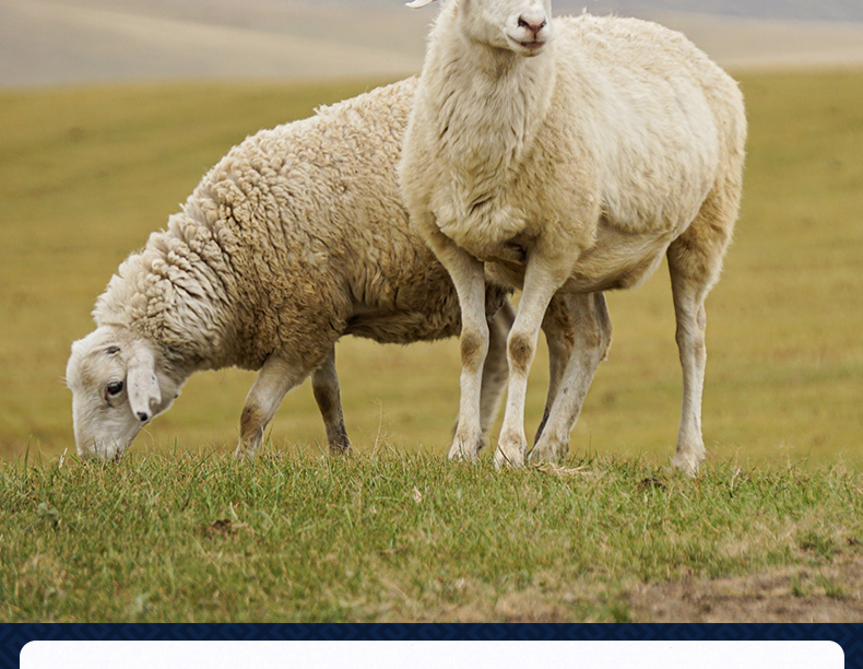 羊肉肠、肚包肉